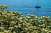 PITTOSPORUM TOBIRA