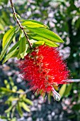 CALLISTEMON CITRINUS