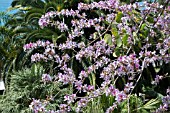 BAUHINIA VARIEGATA