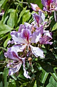 BAUHINIA VARIEGATA