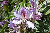 BAUHINIA VARIEGATA