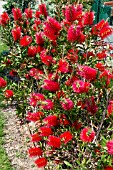 CALLISTEMON CITRINUS