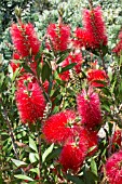 CALLISTEMON CITRINUS