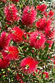 CALLISTEMON CITRINUS