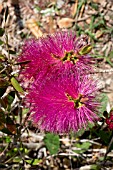 CALLISTEMON VIMINALIS HOT PINK