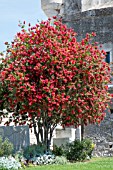 CALLISTEMON CITRINUS