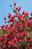 CALLISTEMON CITRINUS