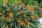 Strelitzia reginae