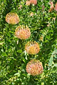 LEUCOSPERMUM CORDIFOLIUM