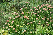 LEUCOSPERMUM CORDIFOLIUM