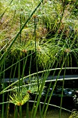 CYPERUS PAPYRUS