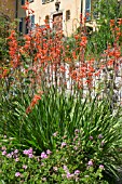 WATSONIA PILLANSII