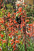 WATSONIA PILLANSII