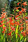 WATSONIA PILLANSII