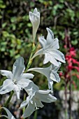 WATSONIA BORBONICA