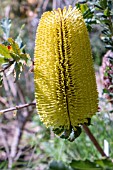 BANKSIA PREAMORSA