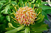 LEUCOSPERMUM VELDFIRE