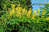 CAESALPINIA SEPIARIA