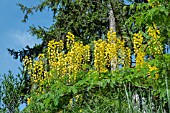 CAESALPINIA SEPIARIA