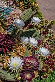 CACTI AND SUCCULENTS