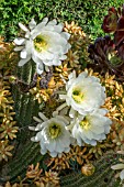 CACTI AND SUCCULENTS