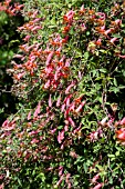 TROPAEOLUM PENTAPHYLLUM