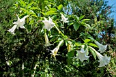 BRUGMANSIA SUAVEOLENS