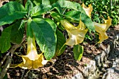 BRUGMANSIA X GRAND MARNIER