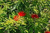 CALLIANDRA TWEEDII