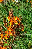 BULBINE FRUTESCENS