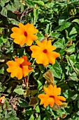 THUNBERGIA GREGORII