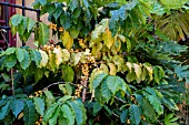 COFFEA SP.