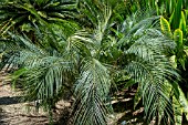 MACROZAMIA SPIRALIS