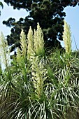 NOLINA LONGIFOLIA