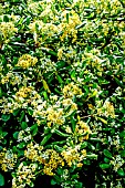 PITTOSPORUM TOBIRA