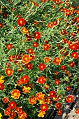 Tagetes linnaeus Burning Embers