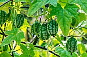 Cucamelon