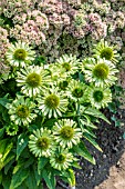 ECHINACEA PURPUREA GREEN JEWEL