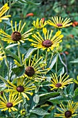 RUDBECKIA HENRY EILEERS