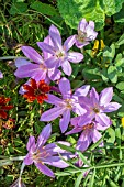 COLCHICUM AUTUMNALE