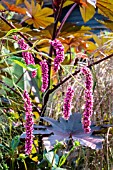 PERSICARIA ORIENTALIS