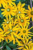 RUDBECKIA IRISH EYES