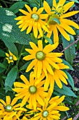 RUDBECKIA IRISH EYES