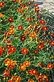 TAGETES LINNAEUS BURNING EMBERS