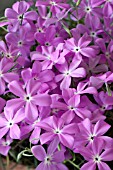 PHLOX NANA VAR ENSIFOLIA