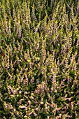 Calluna vulgaris Bonica