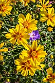 COREOPSIS KA-POW GOLDEN YELLOW