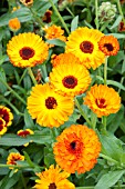 CALENDULA OFFICINALIS NEON