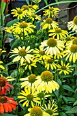 ECHINACEA PURPUREA CLEOPATRA