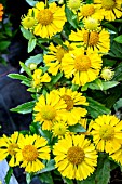 HELENIUM AUTUMNALE MARIACHI